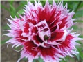 karanfil